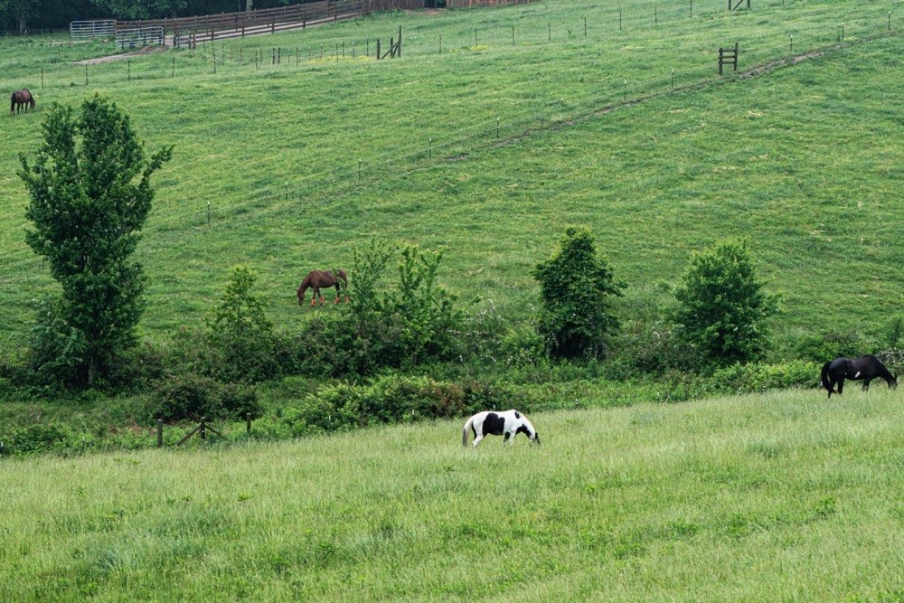 Equestrian Community services